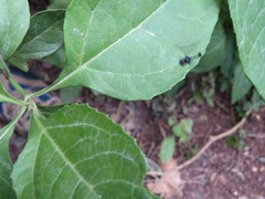 Pelecinobaccha