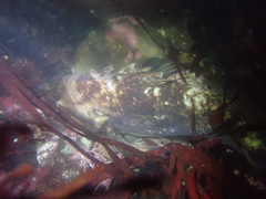 Sebastes rastrelliger