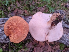 Polyporus decurrens
