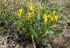 Astragalus wolgensis