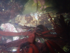 Sebastes rastrelliger