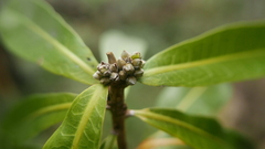 Droceloncia rigidifolia image