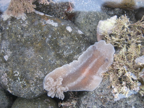 Alloiodoris lanuginata