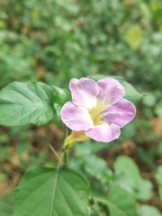 Asystasia gangetica gangetica