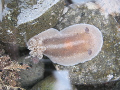 Alloiodoris lanuginata