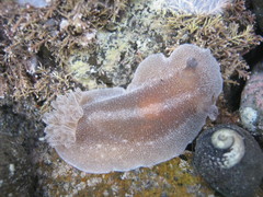 Alloiodoris lanuginata