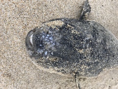 Amblyrhynchote honckenii