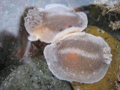 Alloiodoris lanuginata