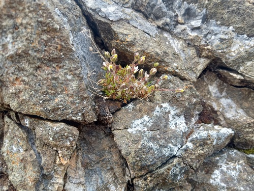 Beautiful Sandwort (Sabulina rubella)