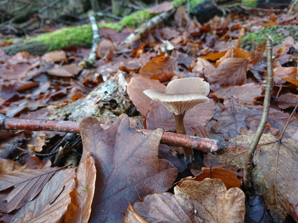Pseudoclitocybe cyathiformis · December 2025 · photo: © jadekf (iNaturalist, cc0)