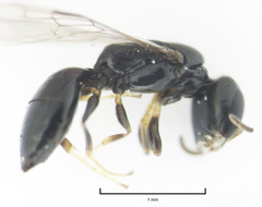Spilomena elegantula