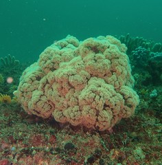 Dendronephthya australis