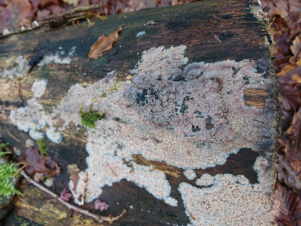 Phlebia radiata · December 2025 · photo: © jadekf (iNaturalist, cc0)