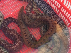 Shao's Moray photo 2