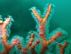 Melithaea