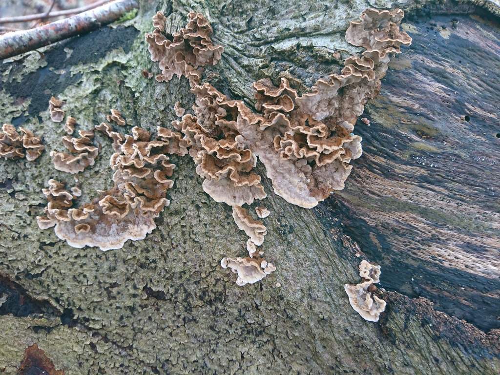 Laxitextum bicolor · December 2025 · photo: © jadekf (iNaturalist, cc0)