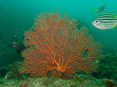 Melithaea