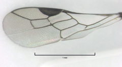 Spilomena elegantula
