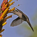 Wedge-tailed Sabrewing - Photo (c) Jerry Oldenettel, some rights reserved (CC BY-NC-SA)