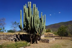 Pachycereus weberi
