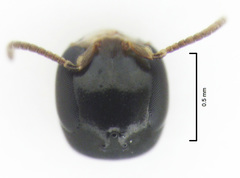 Spilomena elegantula