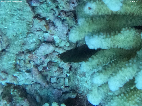 Bicolor hawkfish (Paracirrhites bicolor) — Cirrhitidae
