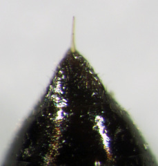 Spilomena elegantula