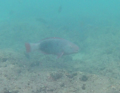 Chlorurus perspicillatus