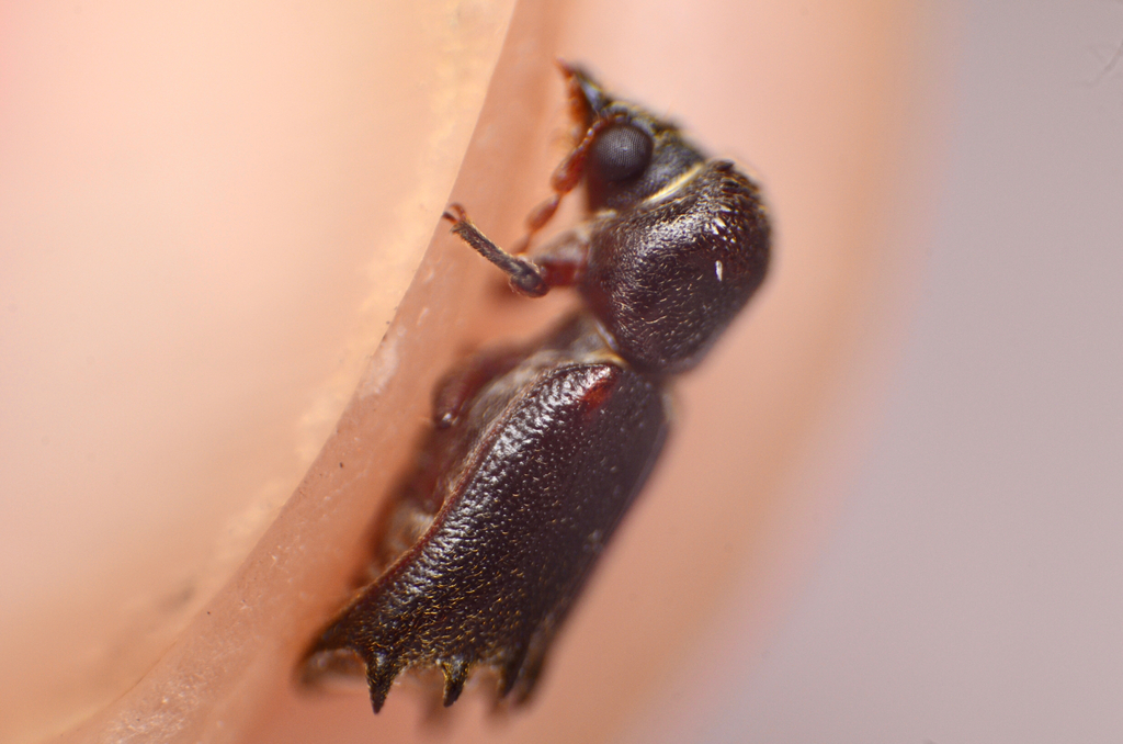 Xyloprista hexacantha