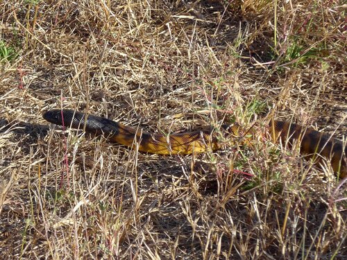Black-headed Python sighting