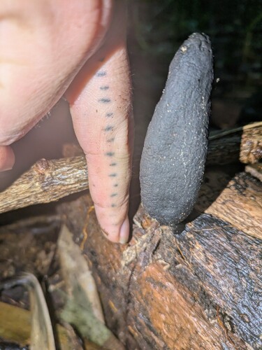 Xylaria, 2025-12-11