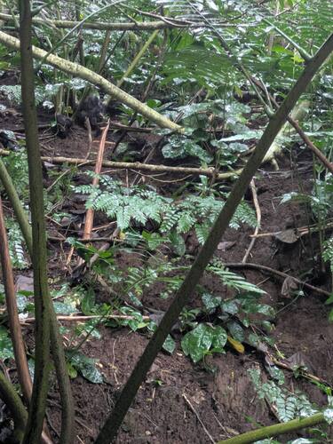 Adiantum trapeziforme observed 2025-12-11