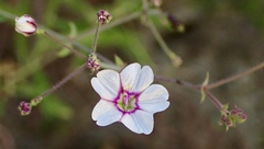 Commicarpus brandegeei