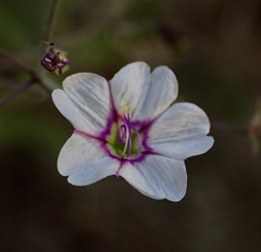 Commicarpus brandegeei
