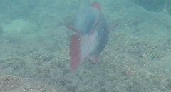 Chlorurus perspicillatus