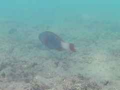 Chlorurus perspicillatus