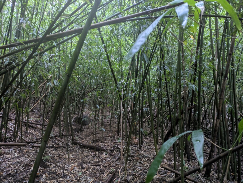 Phyllostachys nigra; photograph (c) Kevin Faccenda, some rights reserved (CC BY)
