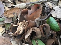 Otidea alutacea