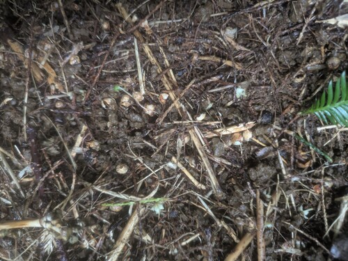 Dacrycarpus imbricatus, photograph 5