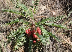 Astragalus wolgensis