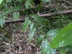 Dacrycarpus imbricatus, photograph (c) Kevin Faccenda, some rights reserved (CC BY)