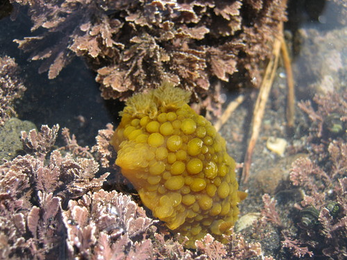Doris wellingtonensis