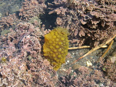 Doris wellingtonensis