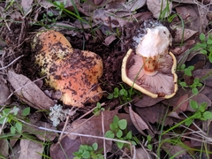 Cortinarius lilaciotinctus