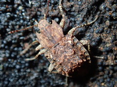 Syrphetodes marginatus