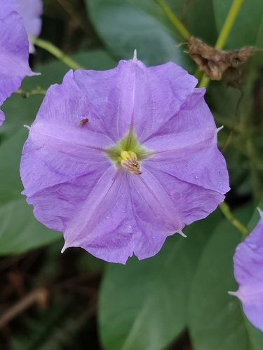 Giant Potato Creeper (Solanum wendlandii)
