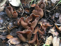 Otidea alutacea