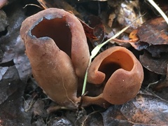 Otidea alutacea