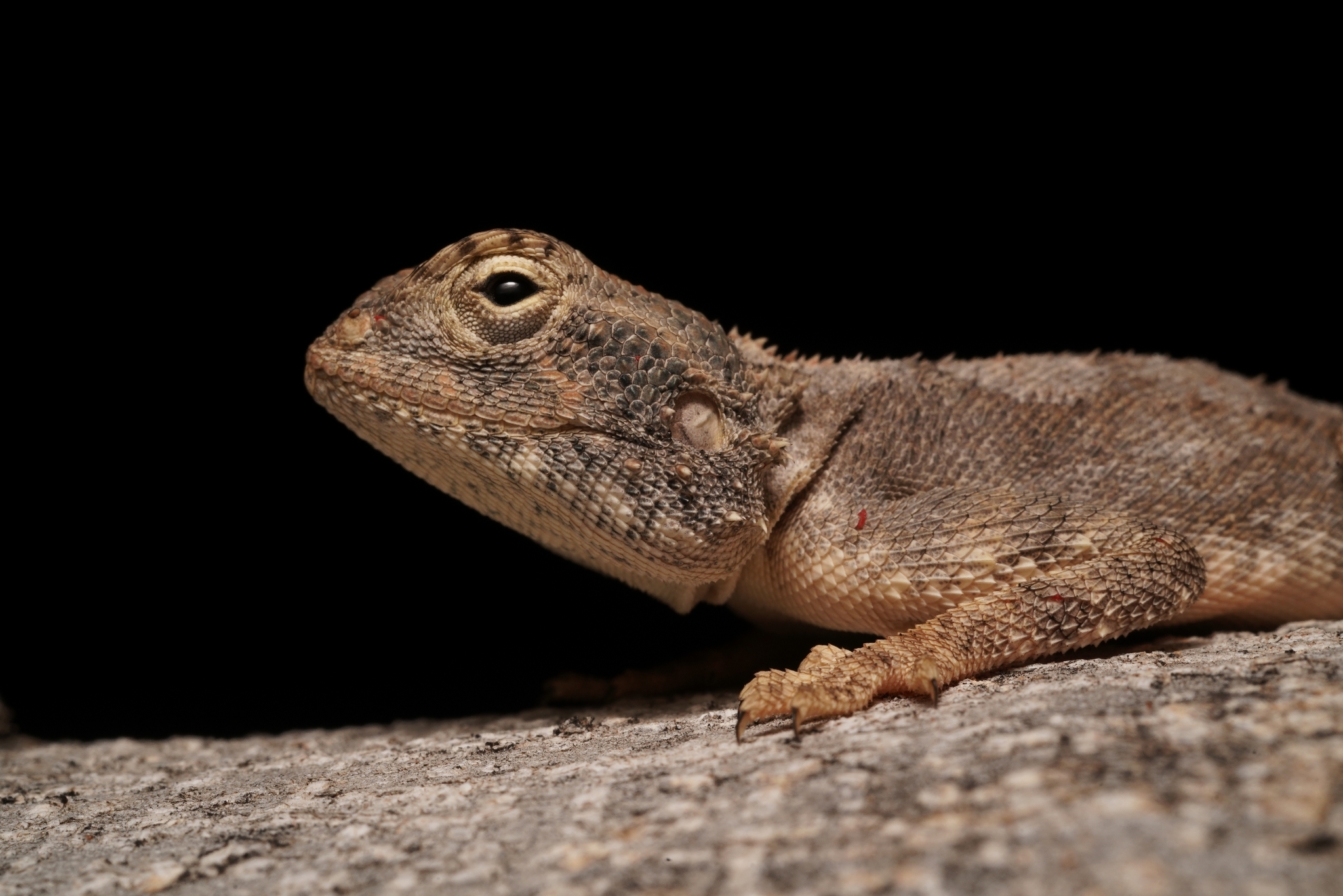 Agama anchietae Bocage, 1896