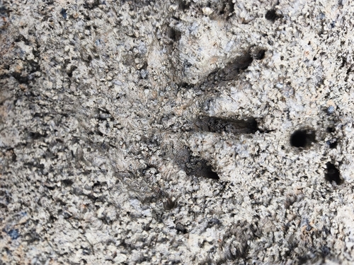 Crab-eating Raccoon